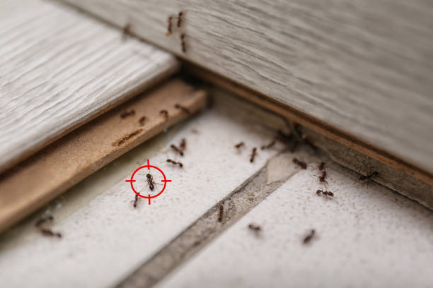 Best Flea Control Services  in Weslaco, TX